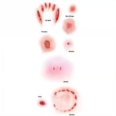 Tinsley FX Temp Tattoo - Animal Attack, several different tattoos in pack.