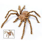 Incy Wincy Spider - Extra Large